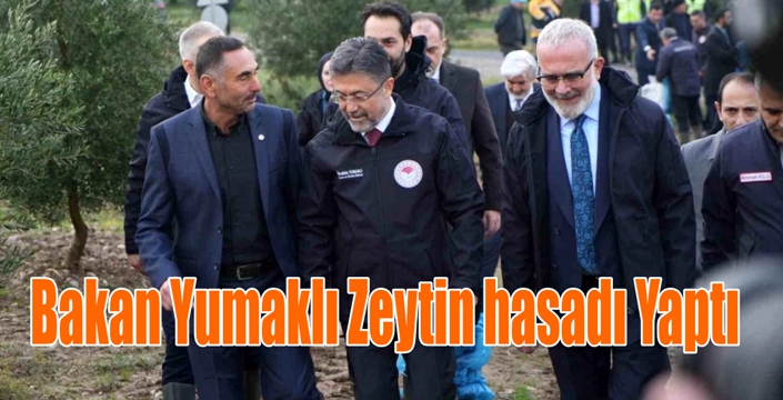 Bakan Yumaklı Zeytin Hasadı Yaptı