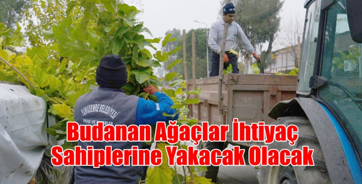 Budanan Ağaçlar İhtiyaç Sahiplerine Yakacak Olacak