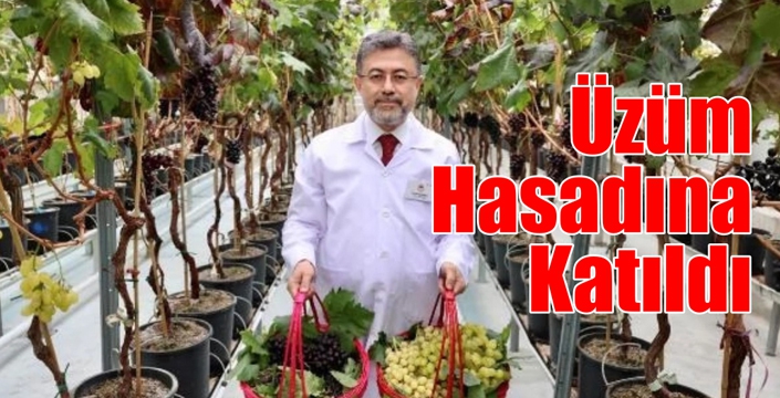 Üzüm Hasadına Katıldı